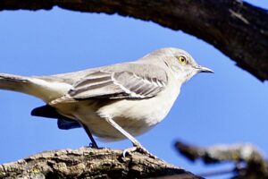 Northern Mockingbird