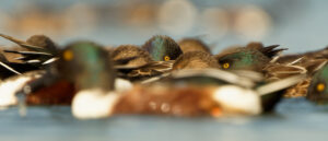 Watchful eye