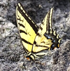 Two-tailed Swallowtail in the mud