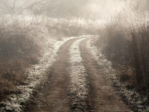 Sunlit Fog