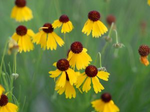 Black eyed blooms