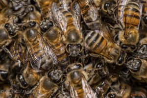 Swarm