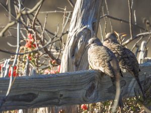 Love birds