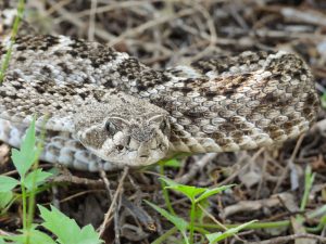 Western Diamondback Rattlesnake