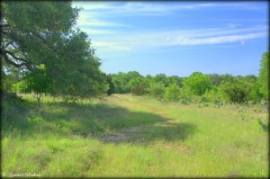 Texas Field