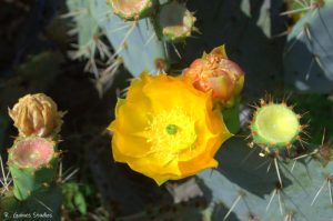 The Trees and the Cactus Flowers