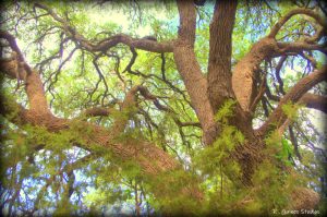Great Oak