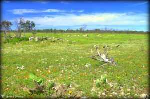 Springtime In The Hill Country