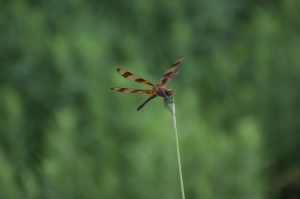 Halloween Pennant Dragonfly