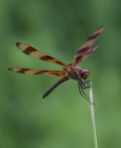 Halloween Pennant Dragonfly