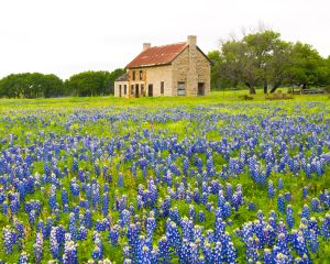 Bluebonnet House