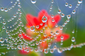 Indian Paintbrush Reflected in a Spiderweb