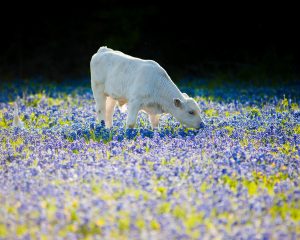 Nothin\' Like the Smell of Bluebonnets