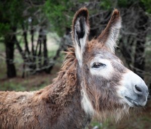 Donkey Days of Summer
