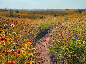 Pecan Flats Wildflowers