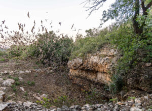 Emergence at Eckert James River Bat Cave