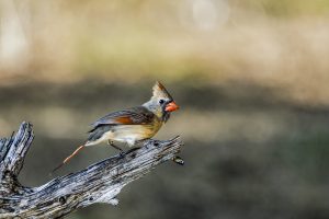 Searching for Water