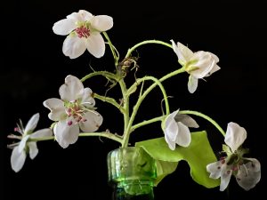 Pear tree flowers
