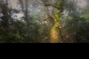 Foggy Perception