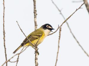 Black-capped Vireo