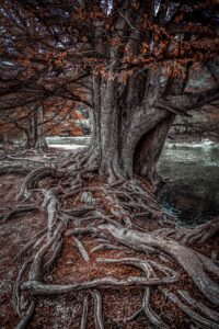 Roots Matter