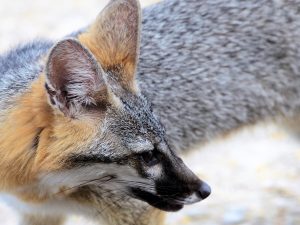 The Corneater - Gray Fox