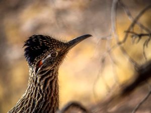 Greater Roadrunner upclose