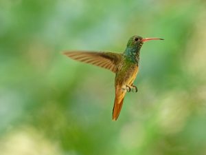 Buff-bellied hummingbird