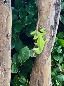 Geckos Getting It On