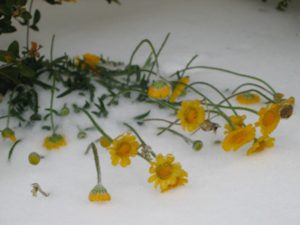 Four-Nerve Daisy on Ice