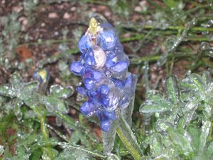 Bluebonnet Encased
