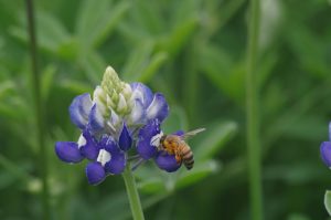Bluebonnet Bee
