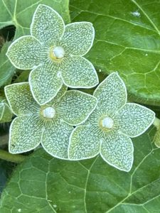 Pearly Beauty