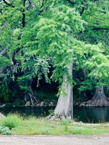 Bald Cypress