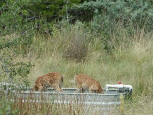 Twins in the trough!