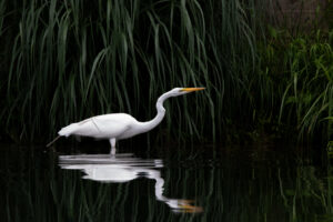 Great Egret