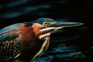 Green Heron