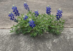 Bluebonnets in a Bind