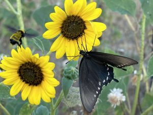 Sunflower pollinators
