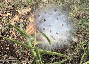 For Love of Monarchs