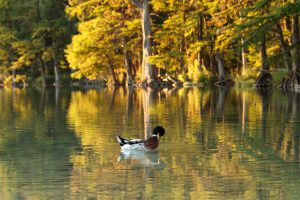 Golden Duck