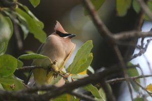 Cedar Waxwing Watching the Sunset