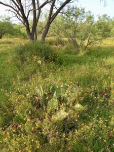 Wildflowers and cactus get along