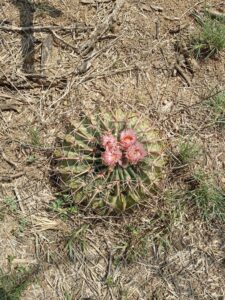 Horse Crippler