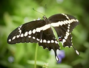 Hill country butterfly
