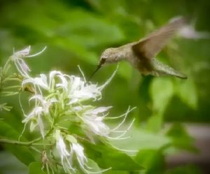 Hummingbird