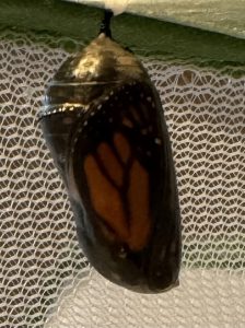 Monarch Magic