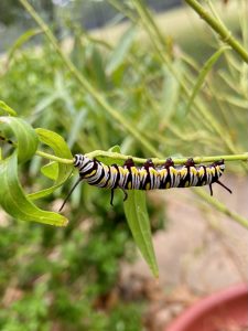Monarch in the making