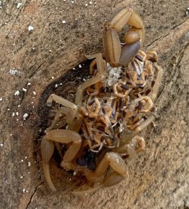 Momma Scorpion and babies
