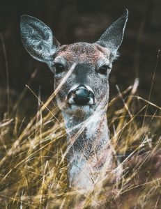 Doe you see me?